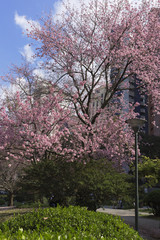 Fototapeta premium Japanese Square in Curitiba Parana Brazil.
