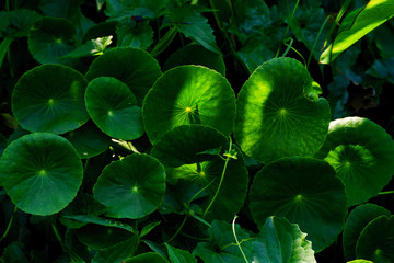Heart shape of green Asiatic Pennywort (Centella asiatica),healthy food against wood