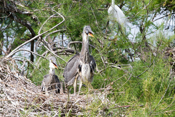 Grey Heron in a tree in Camargue