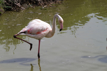 Pink flamingo bird in Camargue, France