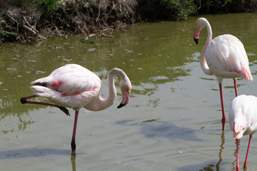 Pink flamingo bird in Camargue, France