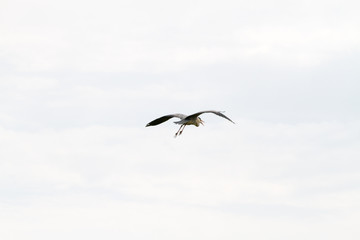 Grey Heron in a tree in Camargue