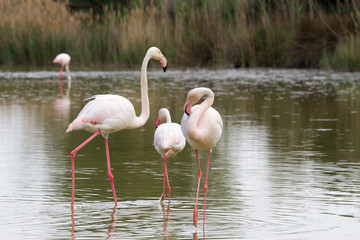 Pink flamingo bird in Camargue, France