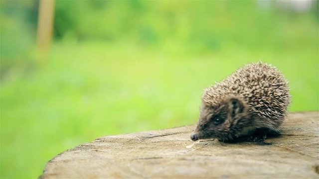 Beautiful little hedgehog runs around the stump