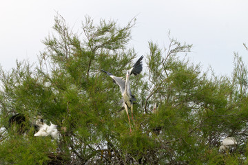 Grey Heron in a tree in Camargue