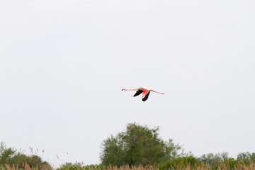 Pink flamingo bird in Camargue, France