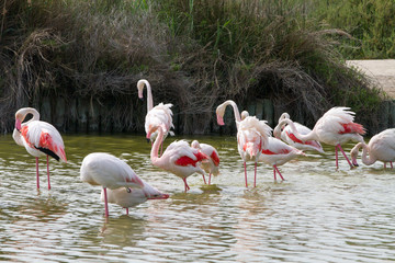 Flamingo wading birds in the water in Camargue natural park, on river Rhone, in Camargue, France