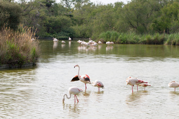 Flamingo wading birds in the water in Camargue natural park, on river Rhone, in Camargue, France