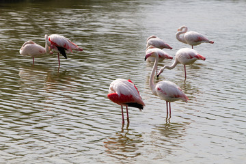 Flamingo wading birds in the water in Camargue natural park, on river Rhone, in Camargue, France