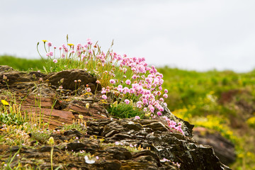 Spectacular view of the southern Irish coastline landscape in the Spring 