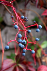 Fototapeta na wymiar Virginia creeper or Victoria creeper plant with intensive red twig and blue berries also called Five-leaved ivy or five-finger in autumn