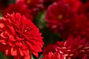                        Red chrysanthemum flowers. Copy space.        