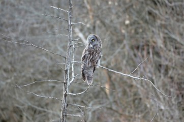 Great Gray Owl