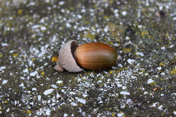 Ripe brown acorn partially removed from it's protective shell and laid on hard stone surface