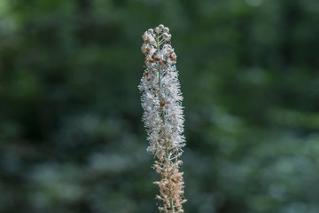 White flower close up