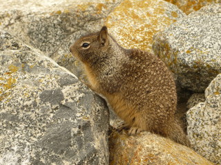 Squirrel Irland