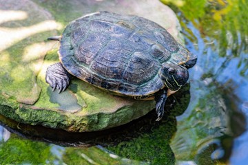 Red-eared Slider turtle resting on a rock in a Water pond. The red-eared slider originated from the area around the Mississippi River and the Gulf of Mexico, in warm climates in the southeastern USA.