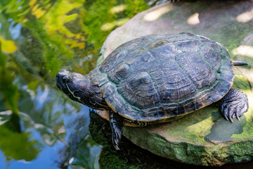 Red-eared Slider turtle resting on a rock in a Water pond. The red-eared slider originated from the area around the Mississippi River and the Gulf of Mexico, in warm climates in the southeastern USA.