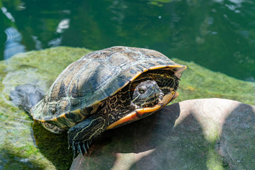 Fototapeta premium Red-eared Slider turtle resting on a rock in a Water pond. The red-eared slider originated from the area around the Mississippi River and the Gulf of Mexico, in warm climates in the southeastern USA.
