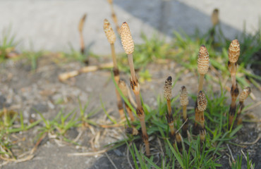 つくし　春　素材