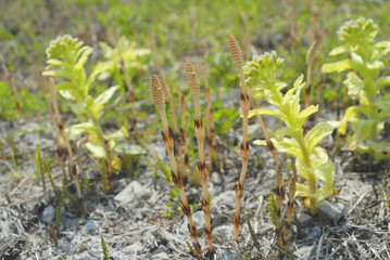 つくし　ふきのとう　春　素材