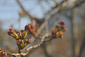 さくら　つぼみ　素材