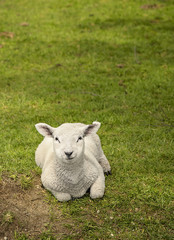 Naklejka na ściany i meble Baby lamb staring at the photographer