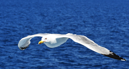 Armonia
