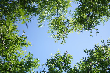 Obraz premium 新緑と青空