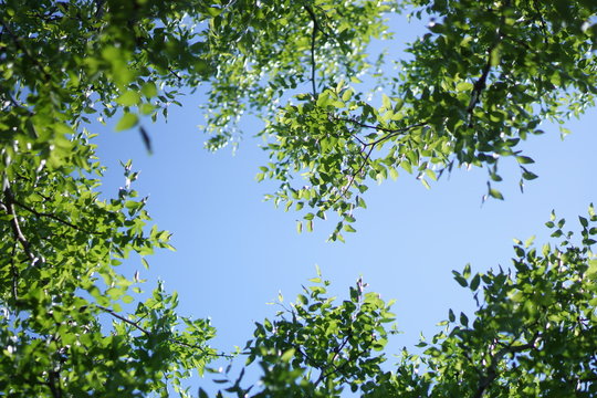 新緑と青空
