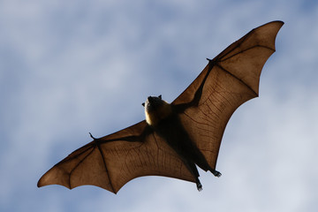 View Underneath a Flying Fox in Mid Air