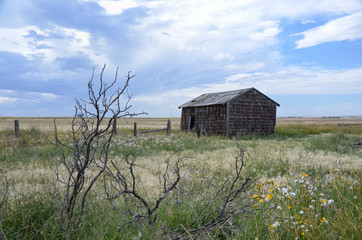 Fototapeta premium Alberta canada prairie abandoned homestead