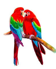 Macaw bird on a branch.