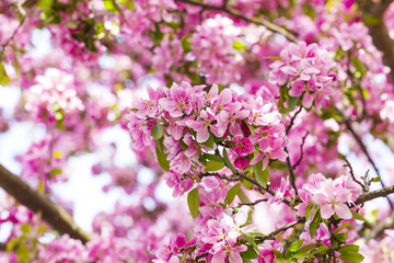 Blooming pink Japanese cherry or sakura flowers in Europe