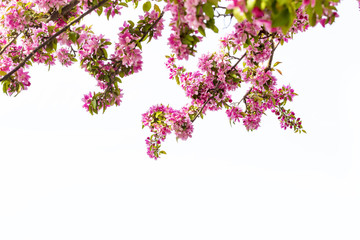 Blooming pink Japanese cherry or sakura flowers in Europe
