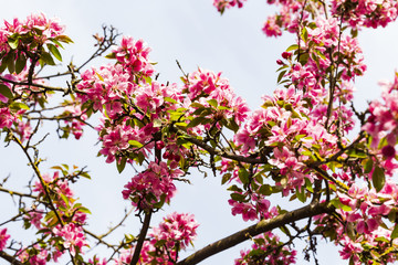 Blooming pink Japanese cherry or sakura flowers in Europe