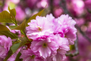 Fototapeta premium Blooming pink Japanese cherry or sakura flowers in Europe