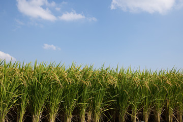 Ear of Rice under blue sky
