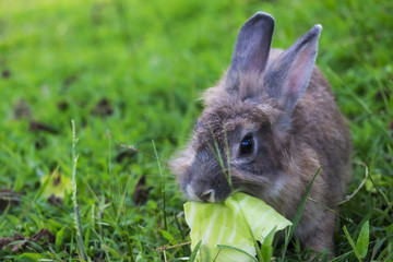 Baby rabbit in grass.