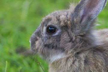 Baby rabbit in grass.