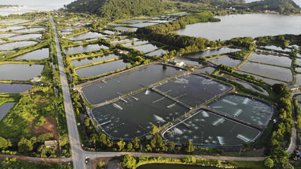 Aerial view of shrimp farm and air purifier in Thailand. Continuous growing aquaculture business is exported to the international market.