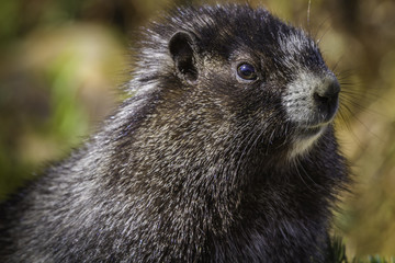 Hoarey Marmot