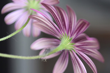 The beautiful striped pattern of the back of the petals of a purple daisy.