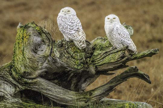 Compadres, Snowy Owls