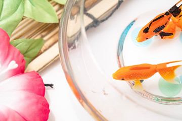 金魚と簾と朝顔