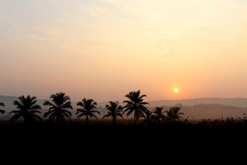 Dawn landscape with palms in India.