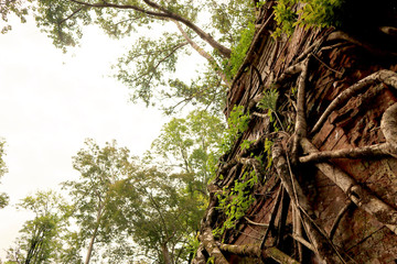 Koh Ker Temple, Cambodia