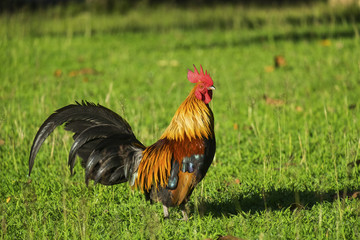 Fototapeta premium chicken in grass.