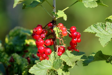 Redcurrant or Ribes rubrum or Red currant bright red ripe berries surrounded with thick green leaves growing on warm sunny day