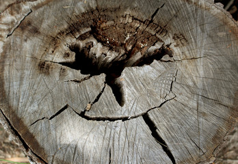 Close Up of Center of Wood Log